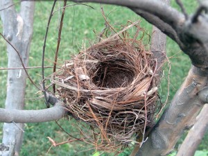 nest